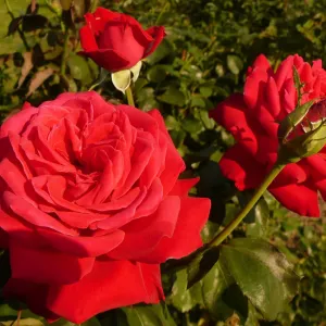 Add a Pop of Color to Your Garden with the Rosa Summer Holiday Plant